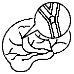 Cerebrovascular System